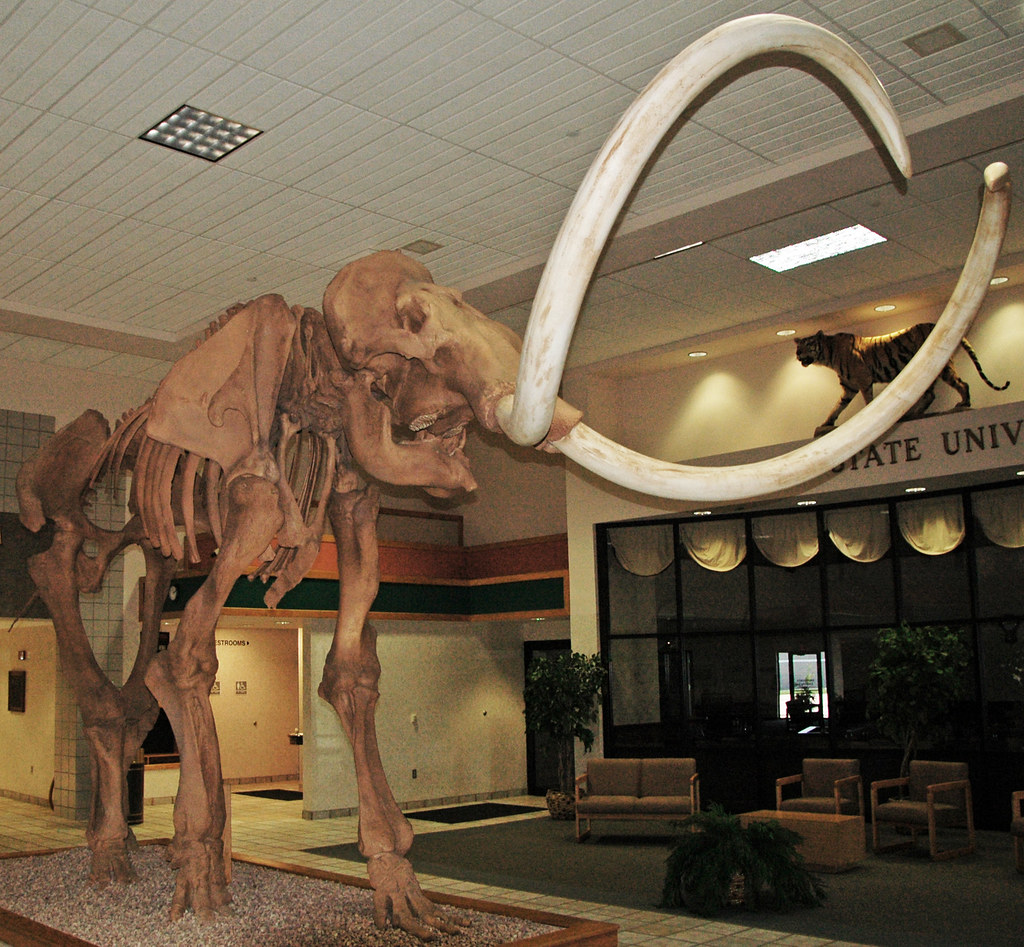Mammoth Remains That Exceeded All Prehistoric Expectations (image credits: flickr)