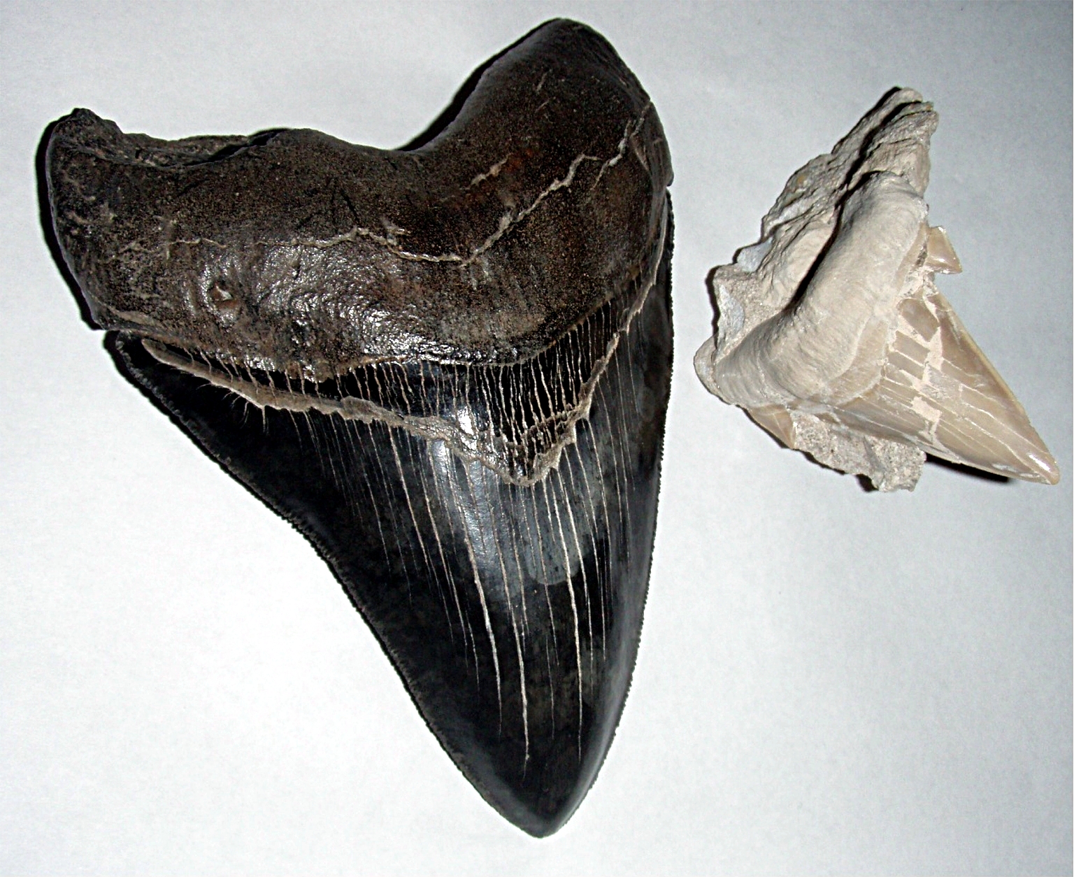 Ancient Shark Teeth That Revealed Ocean Giants (image credits: wikimedia)