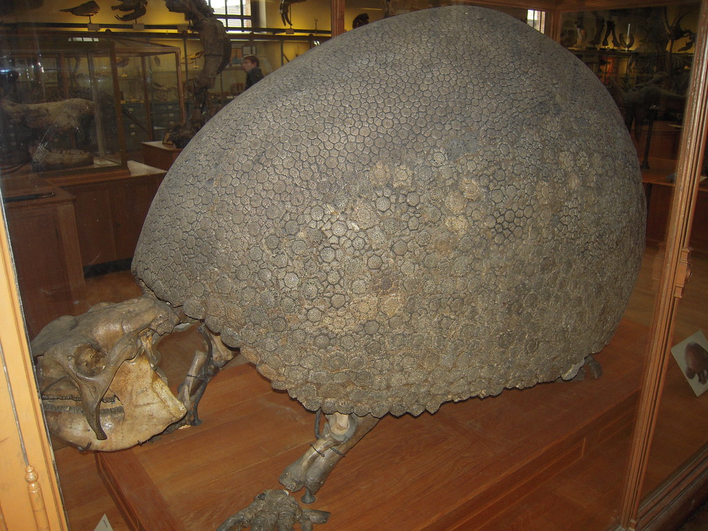 Prehistoric Armadillo Fossils That Stunned Size Expectations (image credits: flickr)