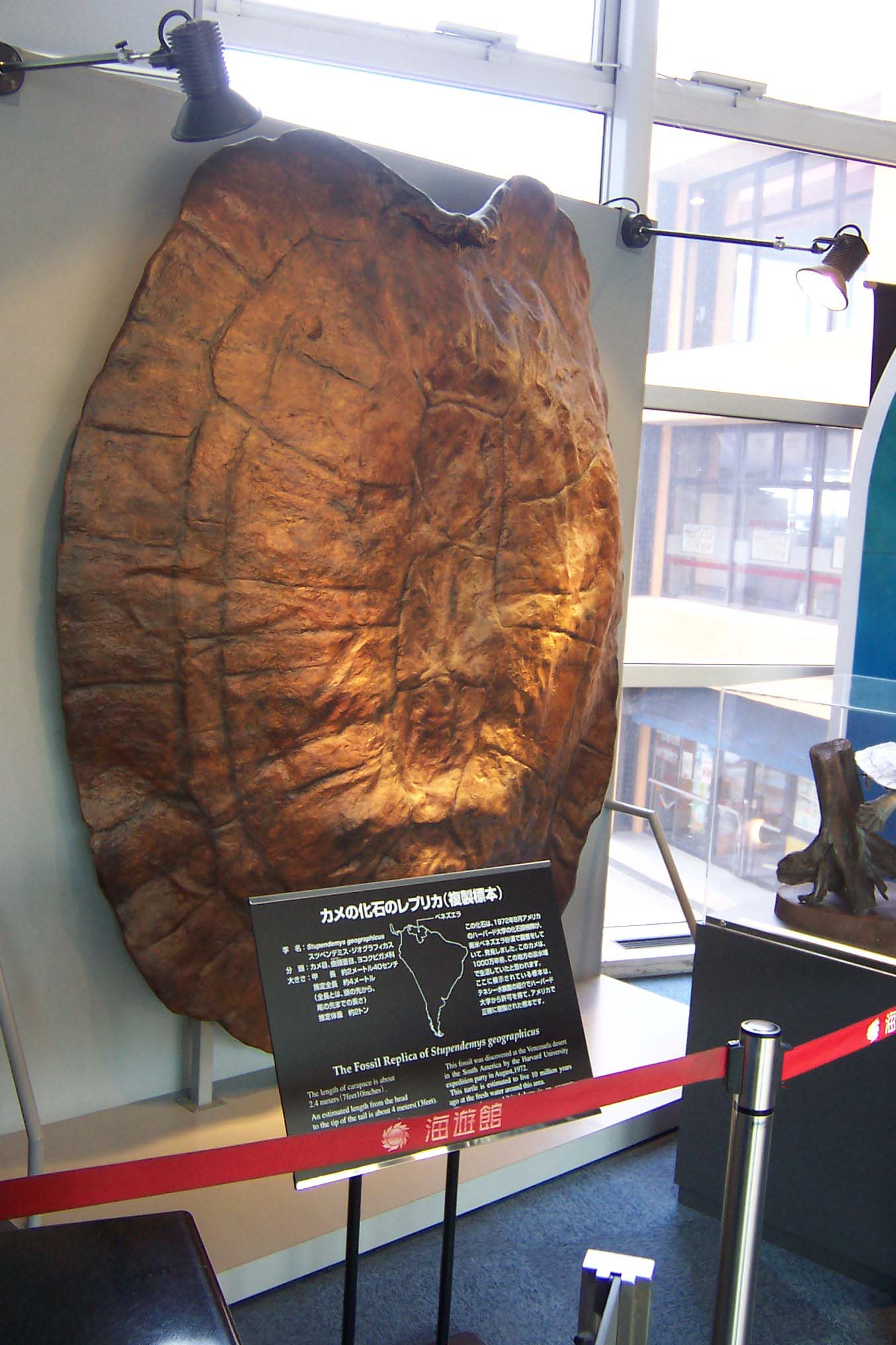 Ancient Turtle Shells That Redefined Reptilian Gigantism (image credits: wikimedia)