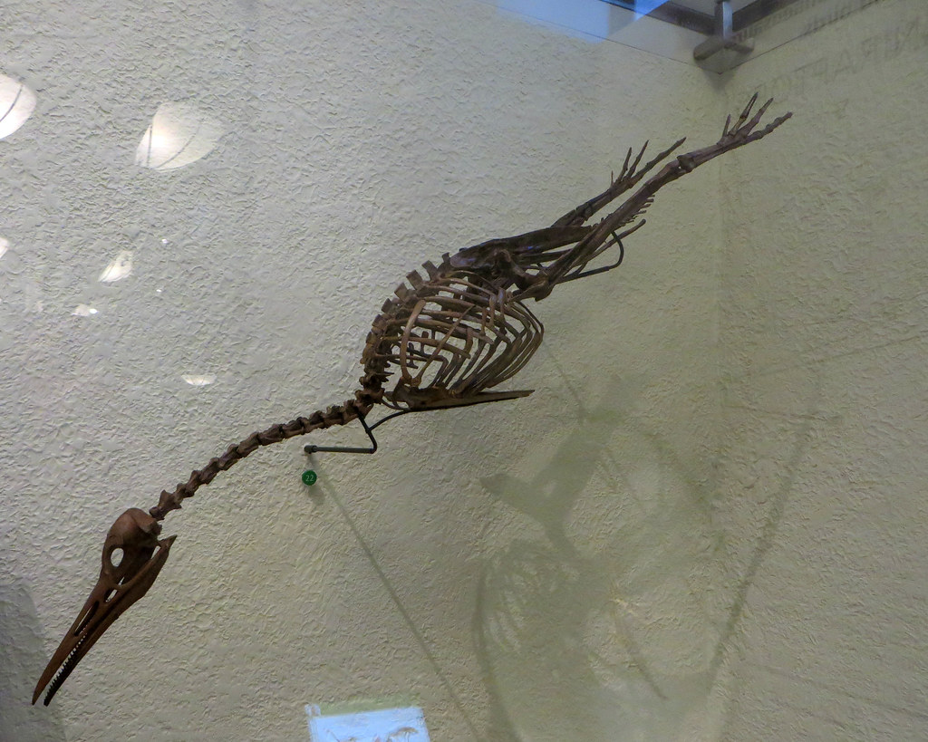 Diving Champions: Hesperornis Rules the Pool (image credits: flickr)