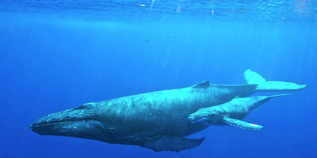 The Feeding Strategy That Built Giants (image credits: Whales, CC BY 2.0, https://commons.wikimedia.org/w/index.php?curid=71790430)