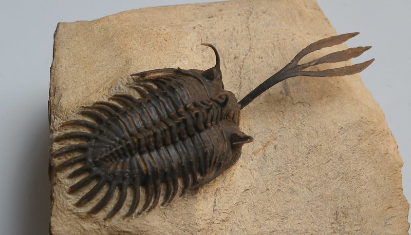 Conservation Efforts: Protecting Prehistoric Treasures (image credits: flickr)