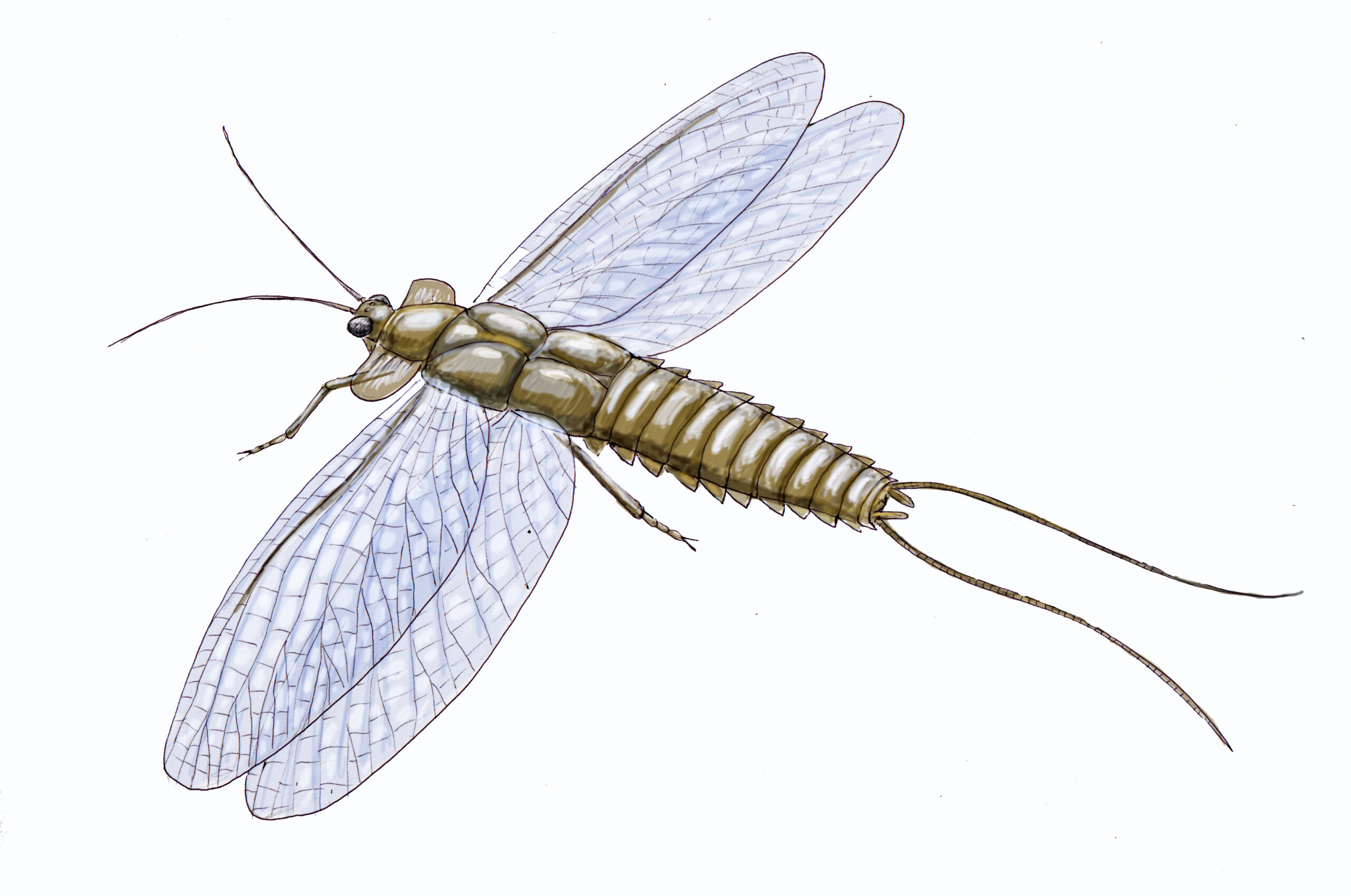 Mazothairos: The Enormous Sea Scorpion That Ruled Ancient Oceans (image credits: By DiBgd, CC BY-SA 4.0, https://commons.wikimedia.org/w/index.php?curid=71011617)