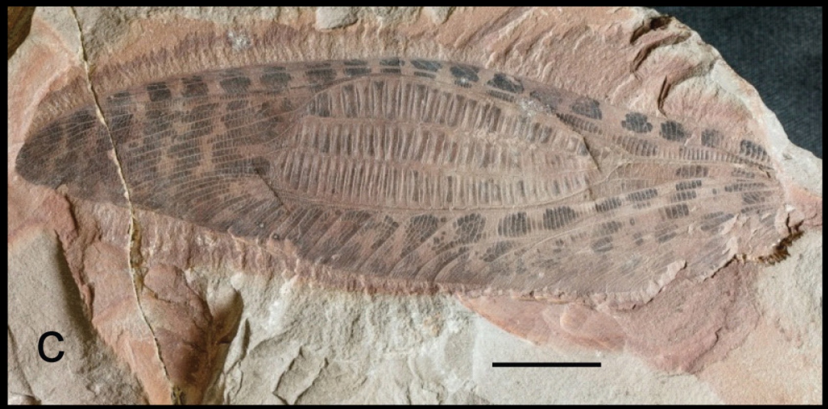 Titanoptera: The Massive Stick Insects That Weren't Insects (image credits: McLean, G. 2024. Sydney Basin in the Triassic—a review of the geology, flora and fauna, and ecosystems. The Hawkesbury Sandstone. Technical Reports of the Australian Museum Online 40: 1–44.https://doi.org/10.3853/j.1835-4211.40.2024.1902, CC BY 4.0, https://commons.wikimedia.org/w/index.php?curid=164510940)