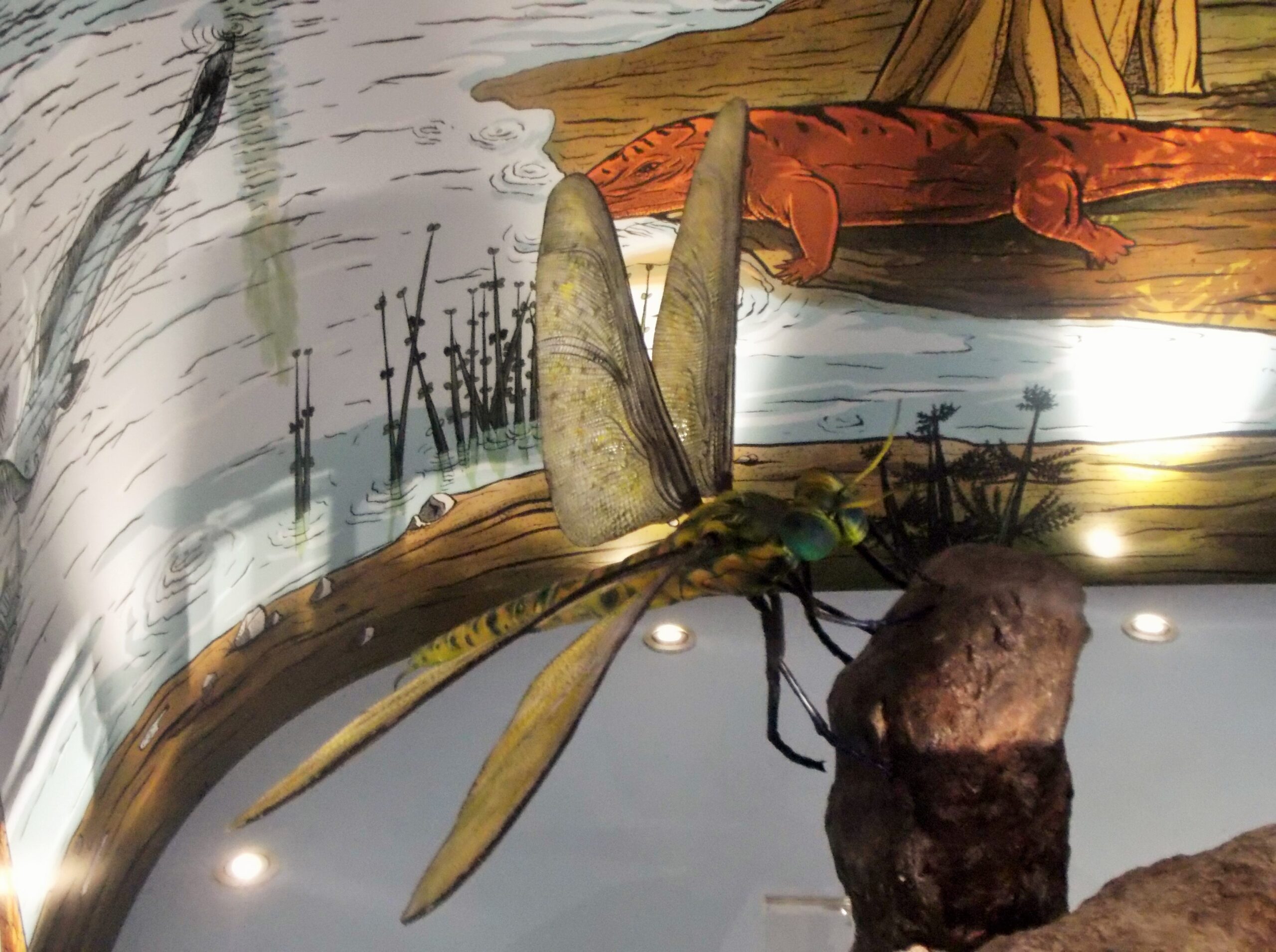 Meganisoptera: The Dragonfly Dynasty That Dominated Ancient Skies (image credits: By Eunostos, CC BY-SA 4.0, https://commons.wikimedia.org/w/index.php?curid=61868562)
