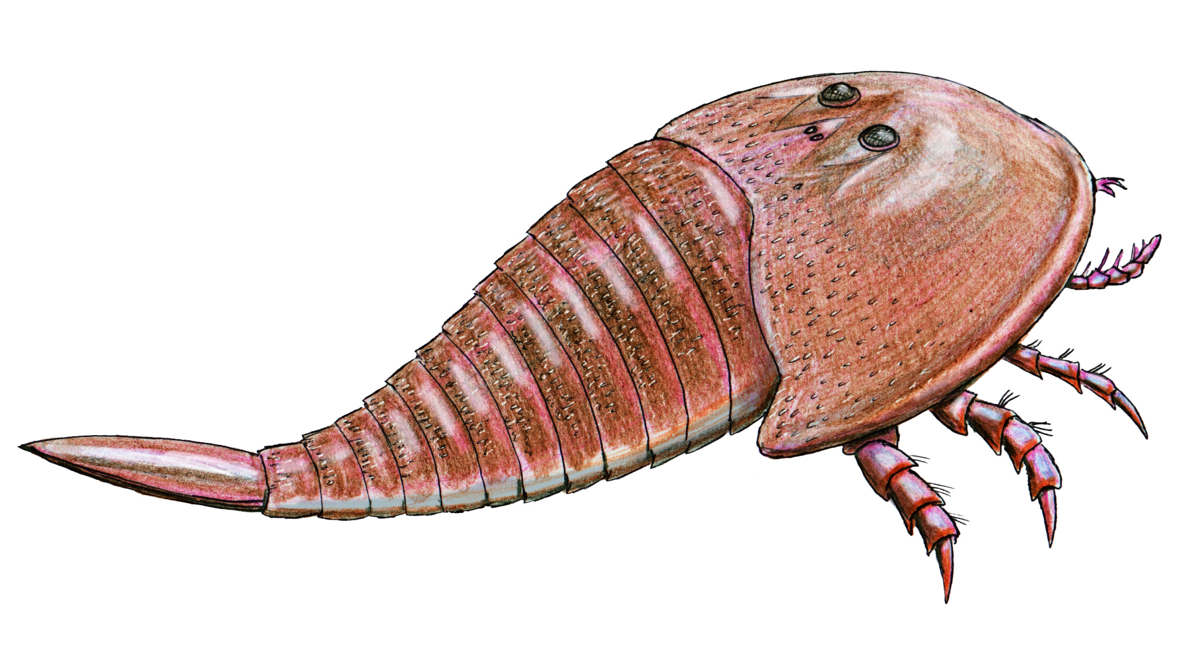 Hibbertopterus: The Armored Giant That Bridged Sea and Land (image credits: By ДиБгд, CC BY-SA 4.0, https://commons.wikimedia.org/w/index.php?curid=36922050)