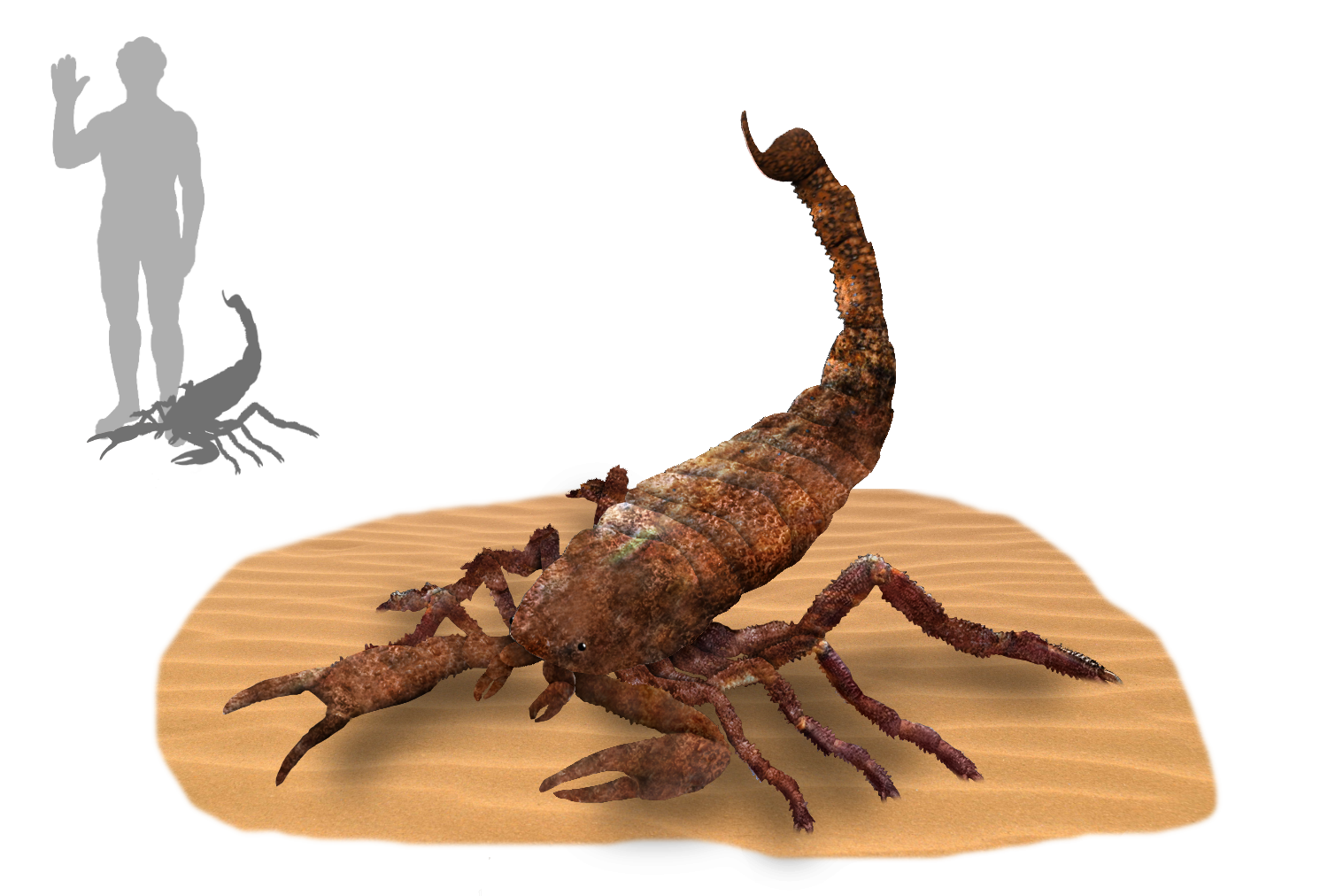 Brontoscorpio: The Pioneer Land Scorpion (image credits: By Tim Bertelink, CC BY-SA 4.0, https://commons.wikimedia.org/w/index.php?curid=57127922)
