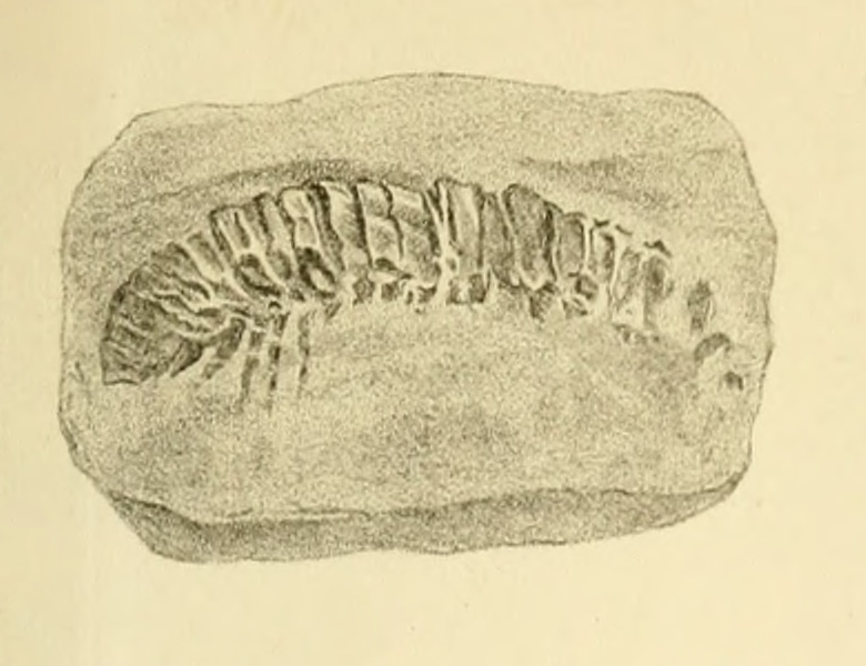 Kampecaris: The Millipede That Started It All (image credits: Peach, B. N..