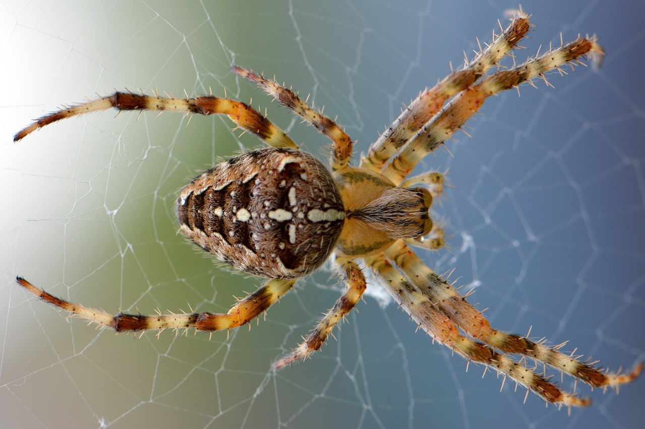 Living Echoes: How Modern Insects Compare (image credits: pixabay)