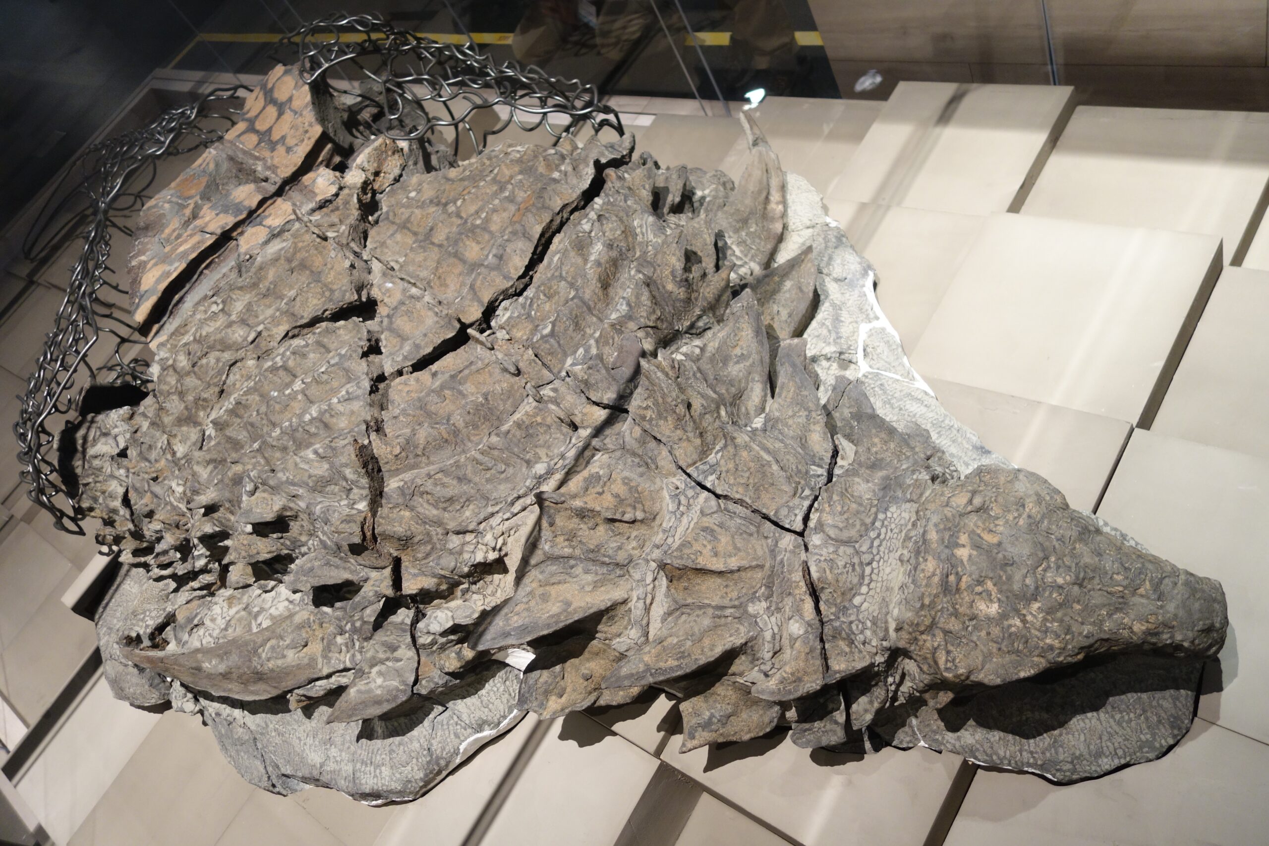 Fossil Evidence and Preservation Secrets (image credits: By Etemenanki3, CC BY-SA 4.0, https://commons.wikimedia.org/w/index.php?curid=64815698)