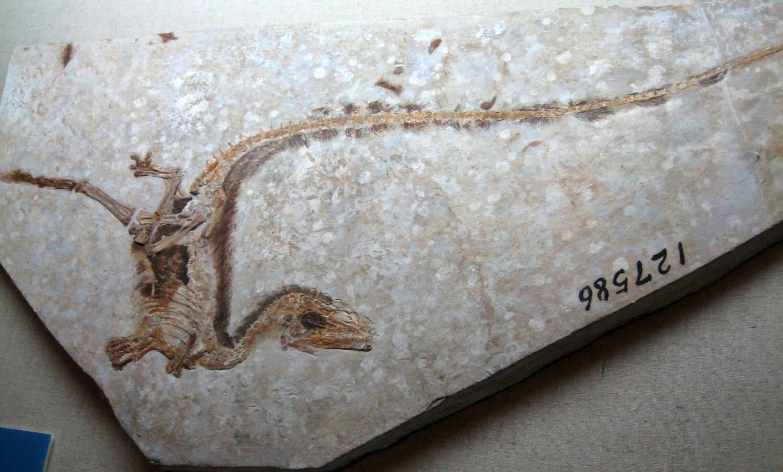 When Fossilized Feathers Changed Everything (image credits: Dinosaurs!, CC BY-SA 2.0, https://commons.wikimedia.org/w/index.php?curid=4209411)