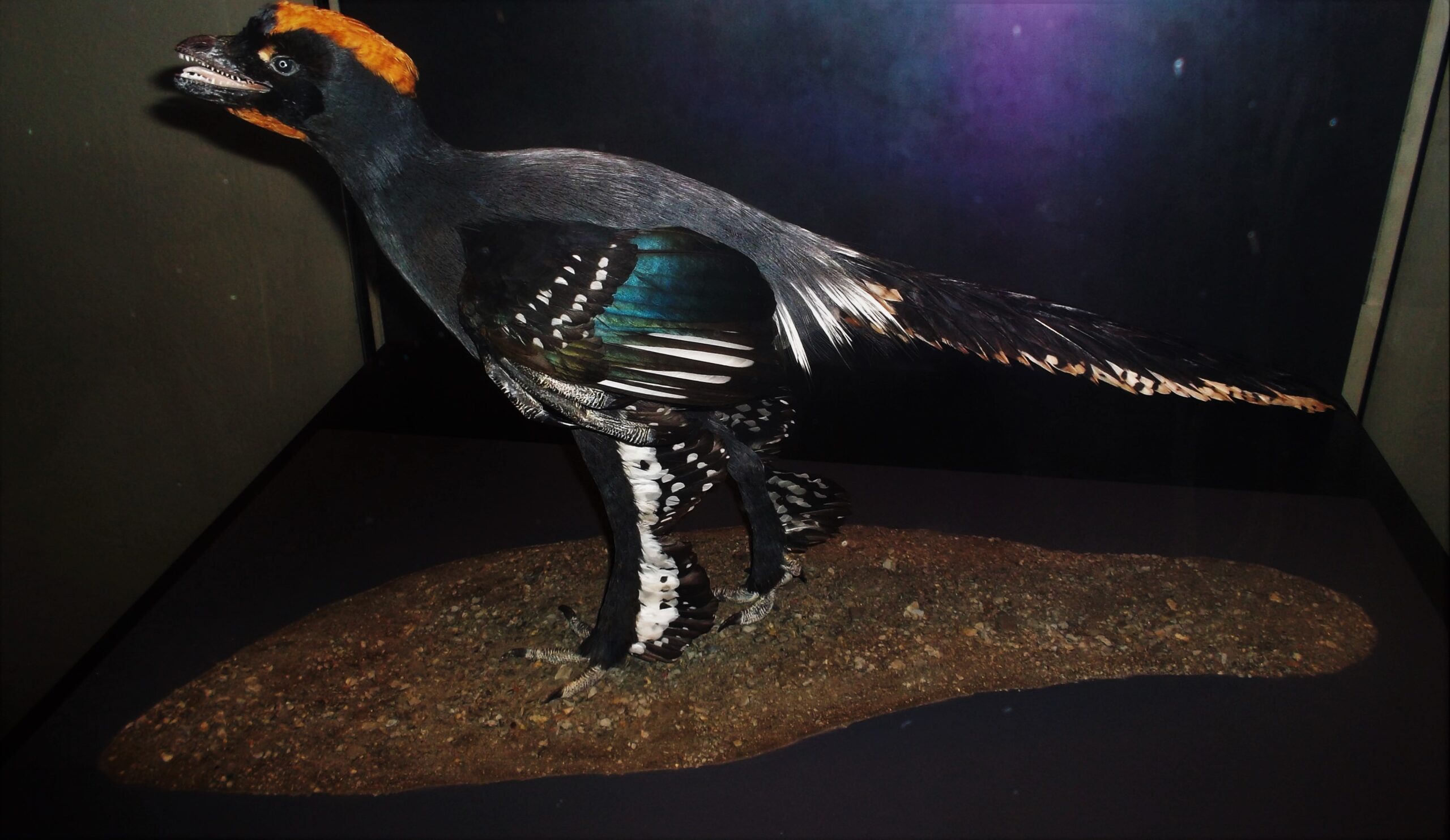 The Anchiornis Color Breakthrough (image credits: By Fiver, der Hellseher, CC BY-SA 4.0, https://commons.wikimedia.org/w/index.php?curid=48531497)