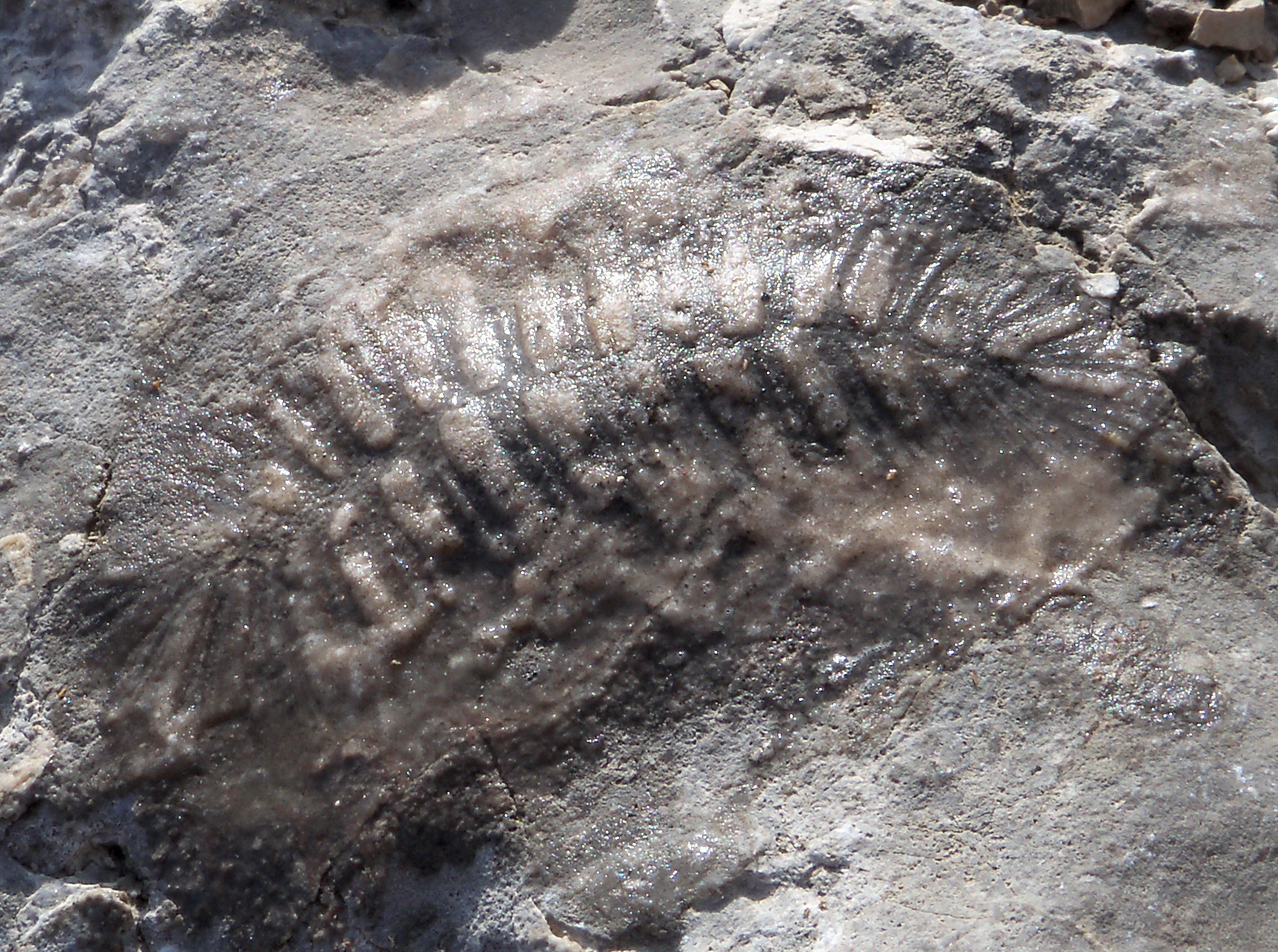 Geological Processes and Rapid Burial (image credits: wikimedia)