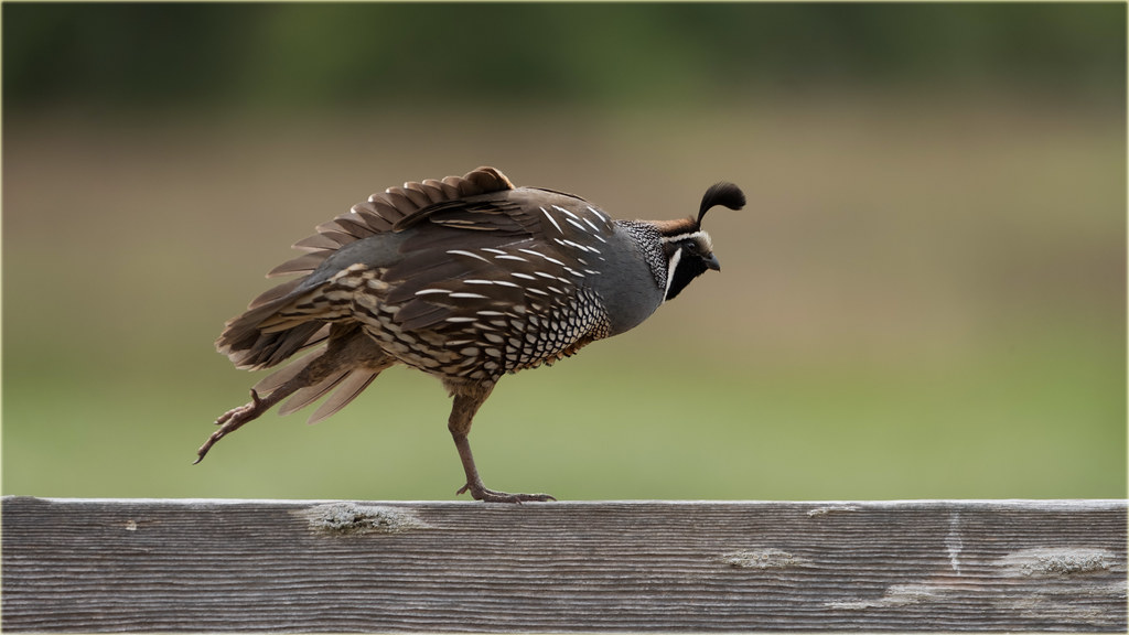 The Dinosaur-Bird Connection (image credits: flickr)