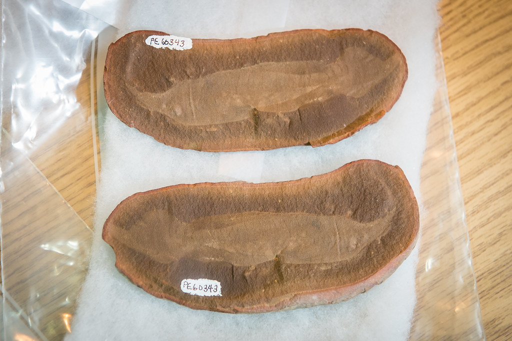 The Tully Monster: Illinois' Impossible Creature (image credits: flickr)