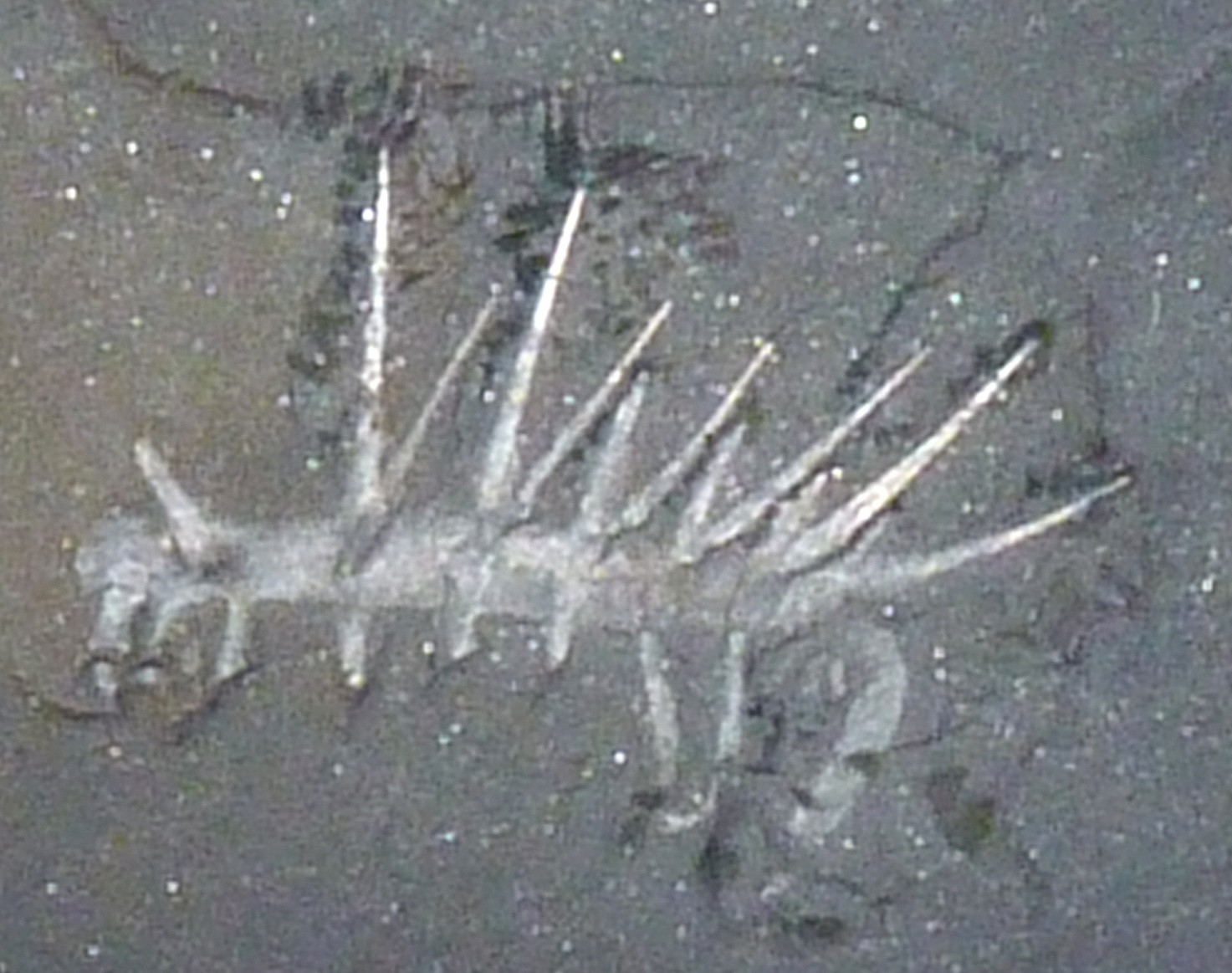 The Cambrian Explosion's Weirdest Child (image credits: wikimedia)