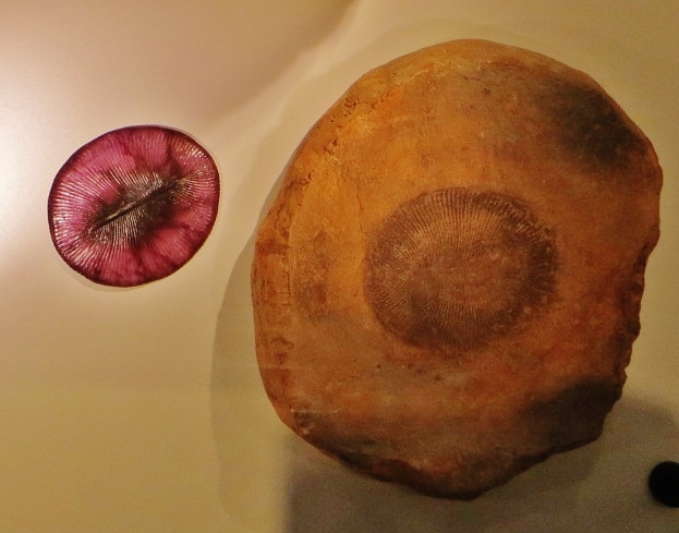 Dickinsonia: The Enigmatic Pancake (image credits: wikimedia)