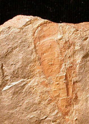 The Winged Serpent of Madagascar (image credits: wikimedia)