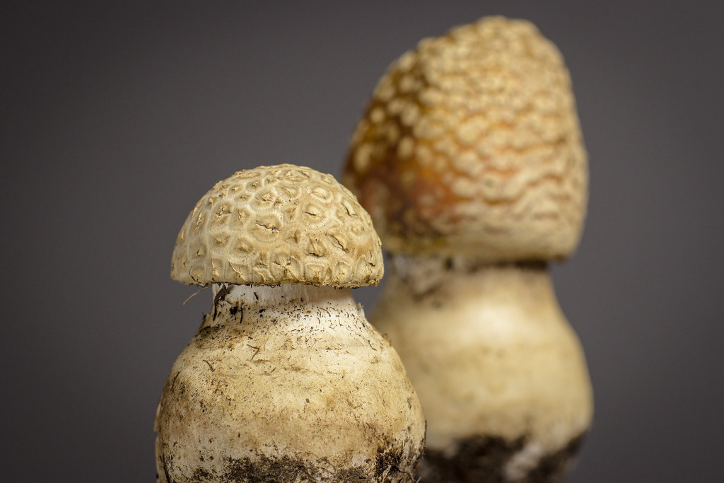 The Prototaxites Puzzle (image credits: flickr)