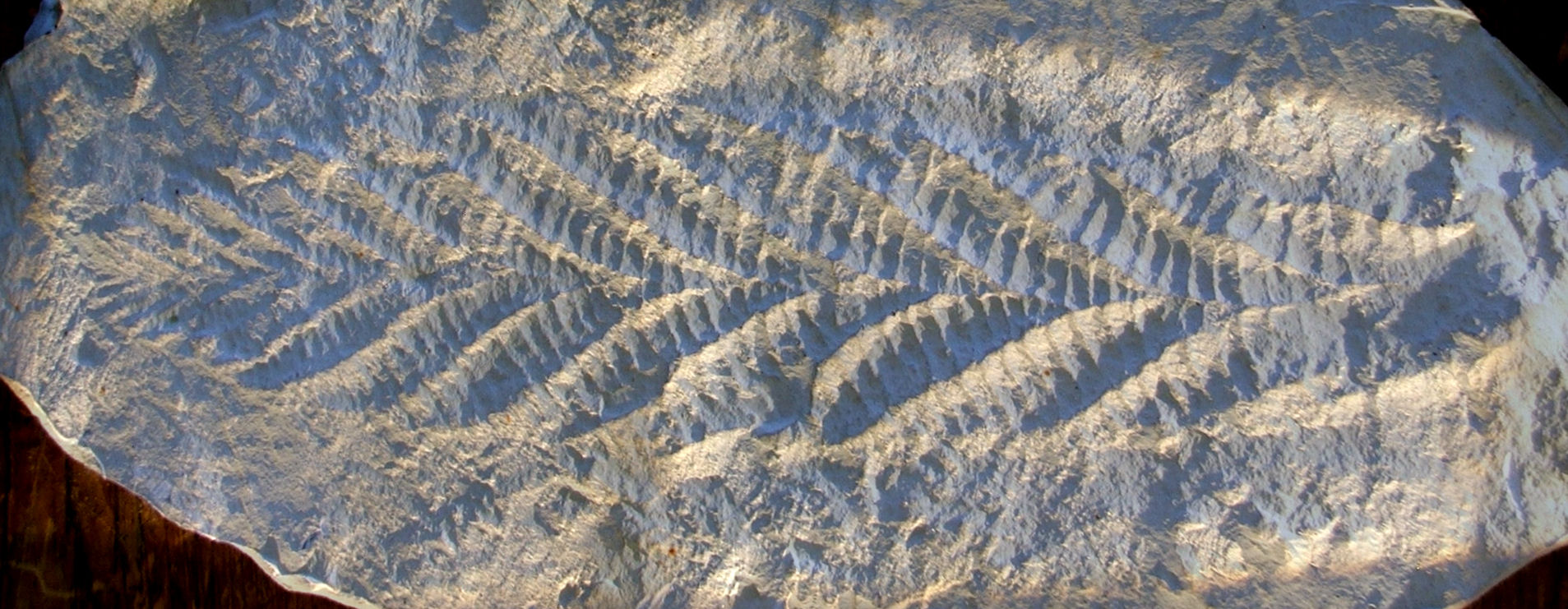 The Ediacaran Rangeomorphs (image credits: wikimedia)