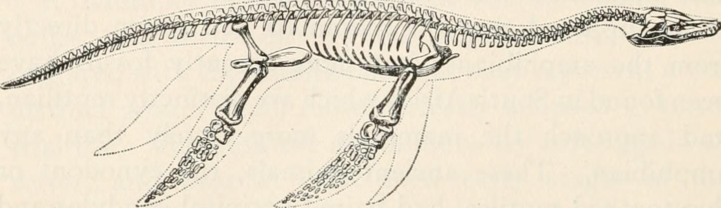 The Paradox of Pterosaur Flight (image credits: wikimedia)