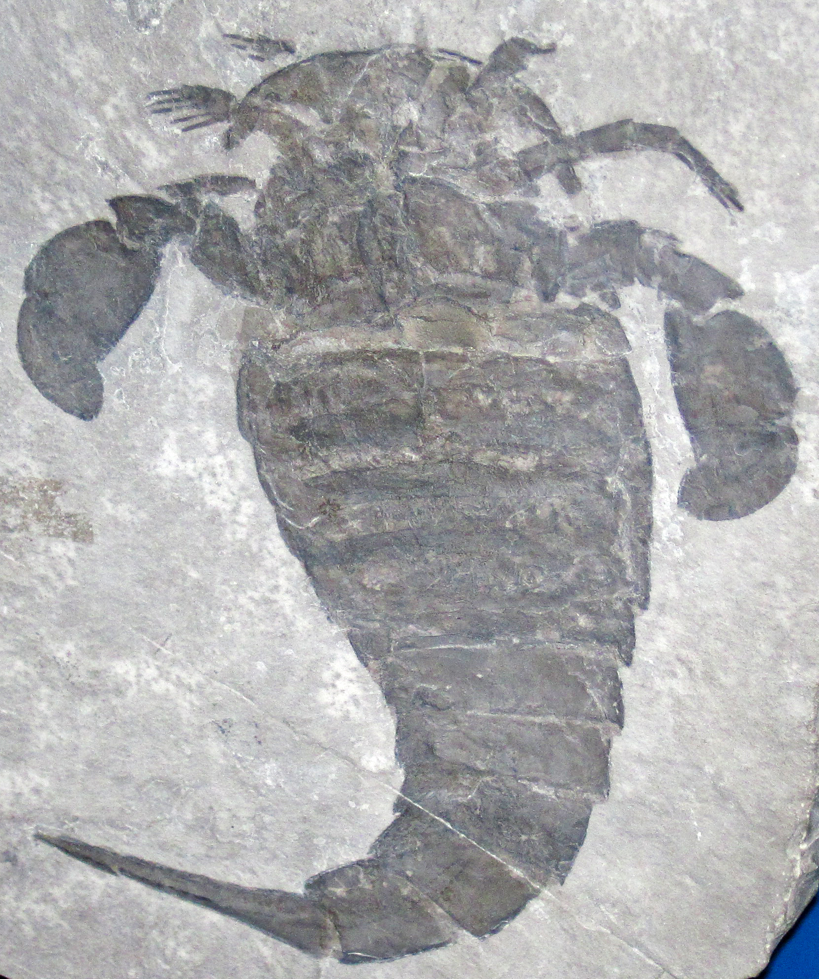 The Silurian Scorpion Giant (image credits: wikimedia)