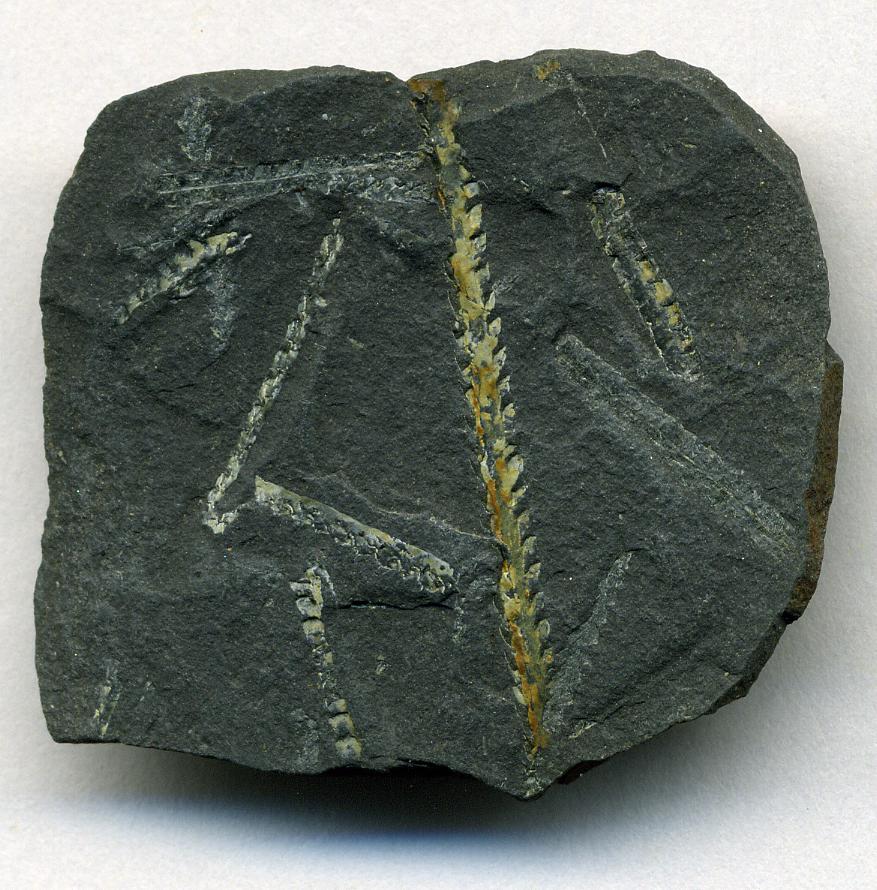 The Ordovician Graptolite Mystery (image credits: wikimedia)