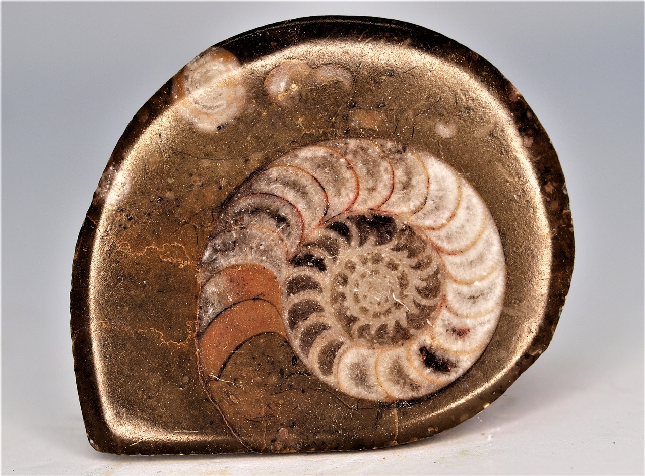 The Precambrian Microfossil Paradox (image credits: pixabay)