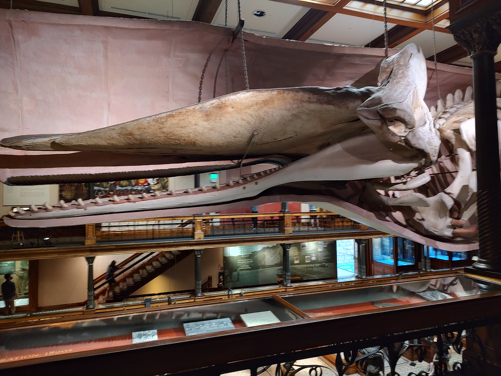 Herman Melville's Cetacean Chronicles (image credits: flickr)