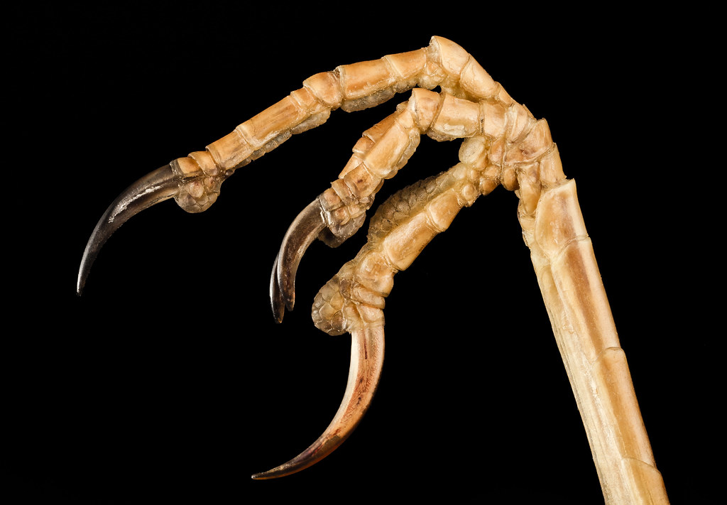 Alfred Tennyson's Evolutionary Verses (image credits: flickr)