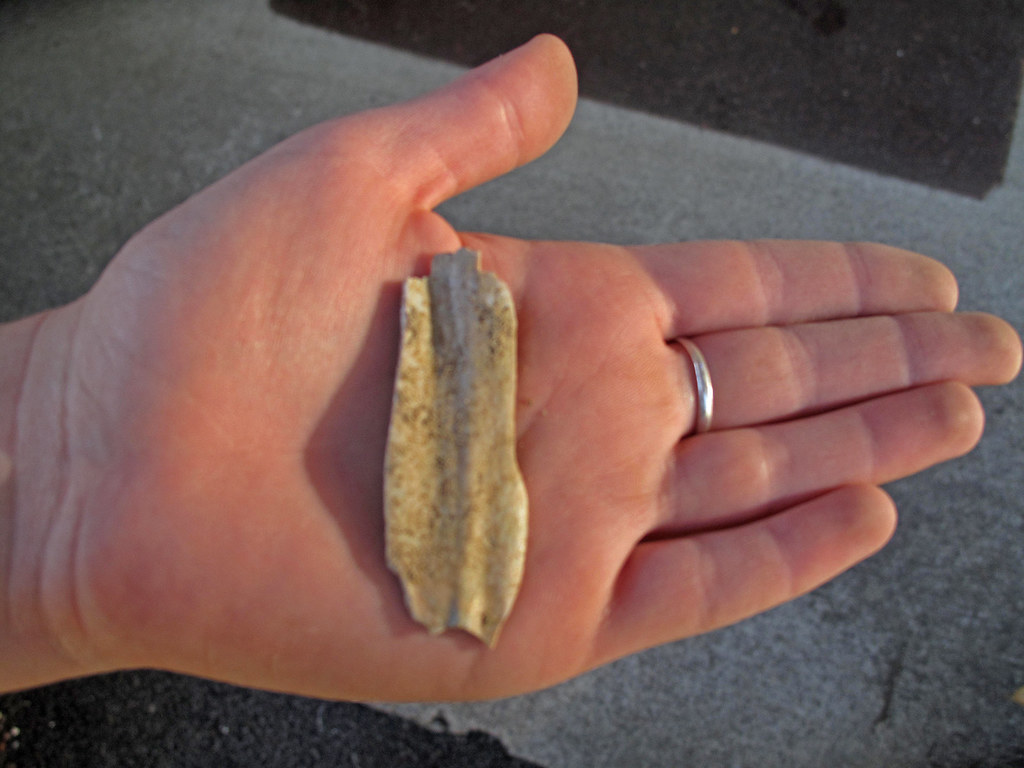 Robert Louis Stevenson's Evolutionary Adventures (image credits: flickr)