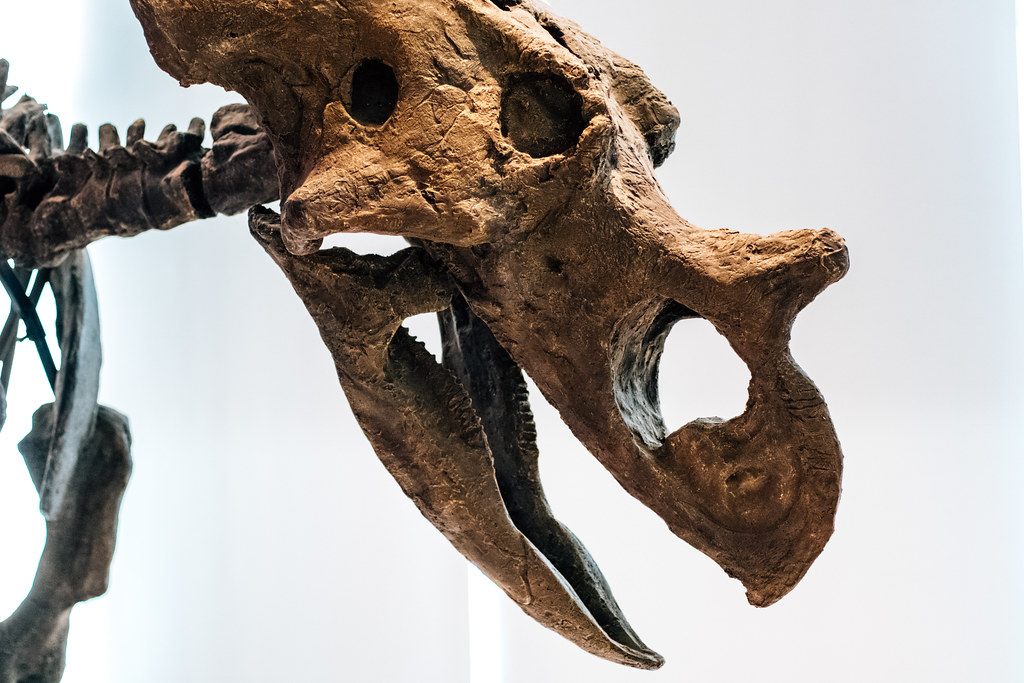 Commercial Fossil Trade Regulations (image credits: flickr)