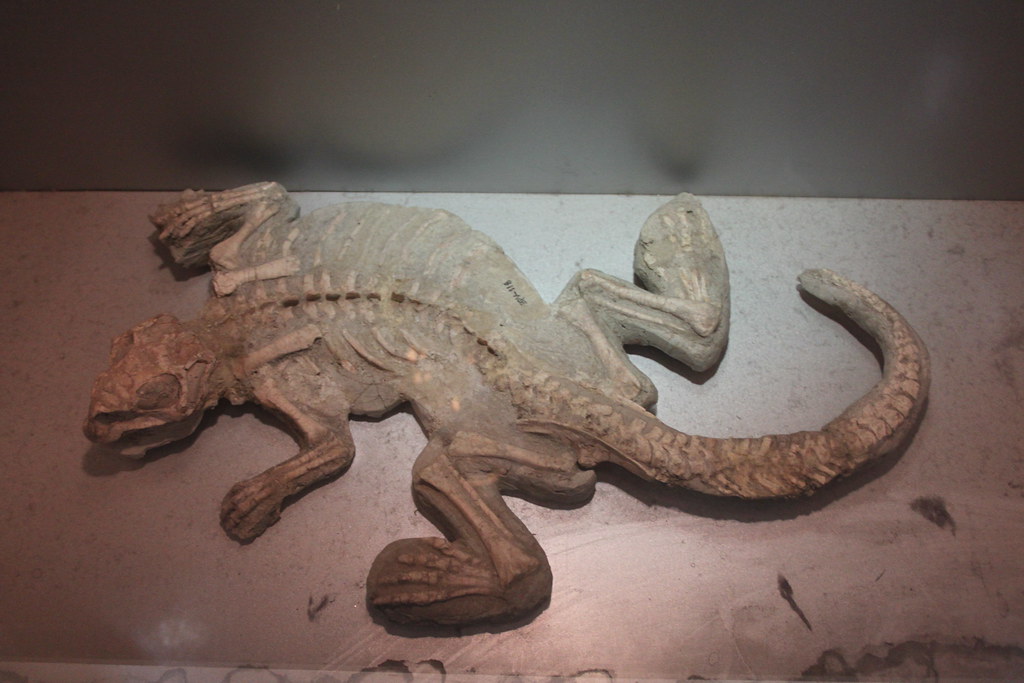 The Bristly Tail Mystery (image credits: flickr)