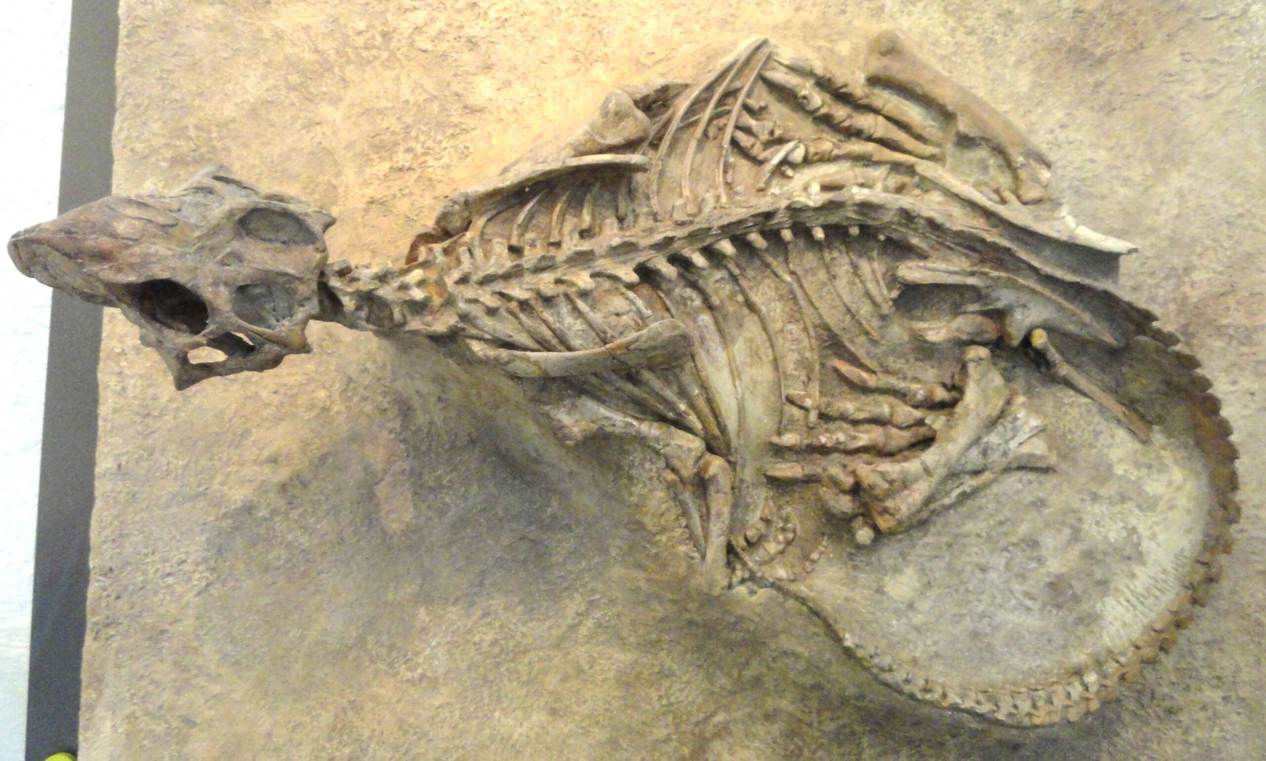A Global Dinosaur Success Story (image credits: wikimedia)