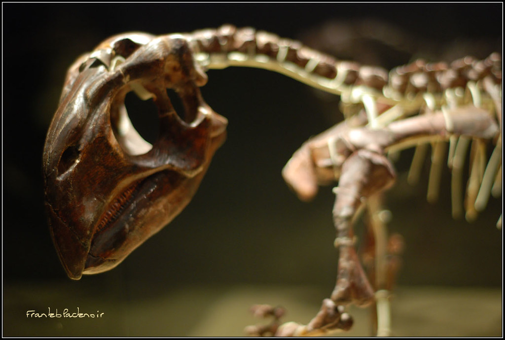 Feathers, Bristles, and Prehistoric Fashion (image credits: flickr)