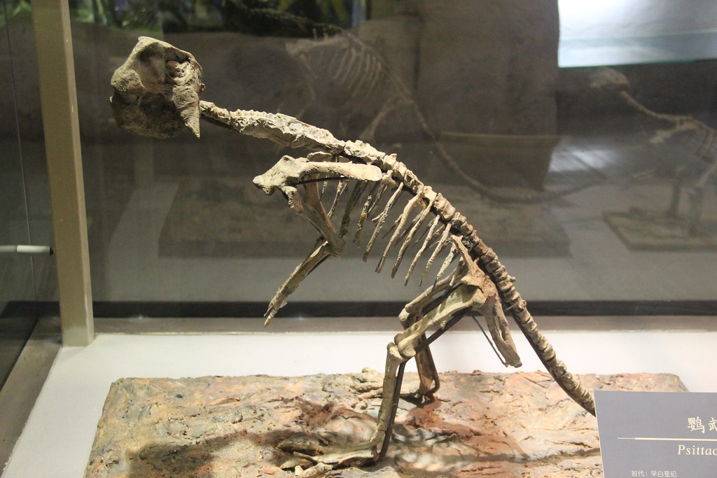 Fossil Preservation Miracles (image credits: flickr)
