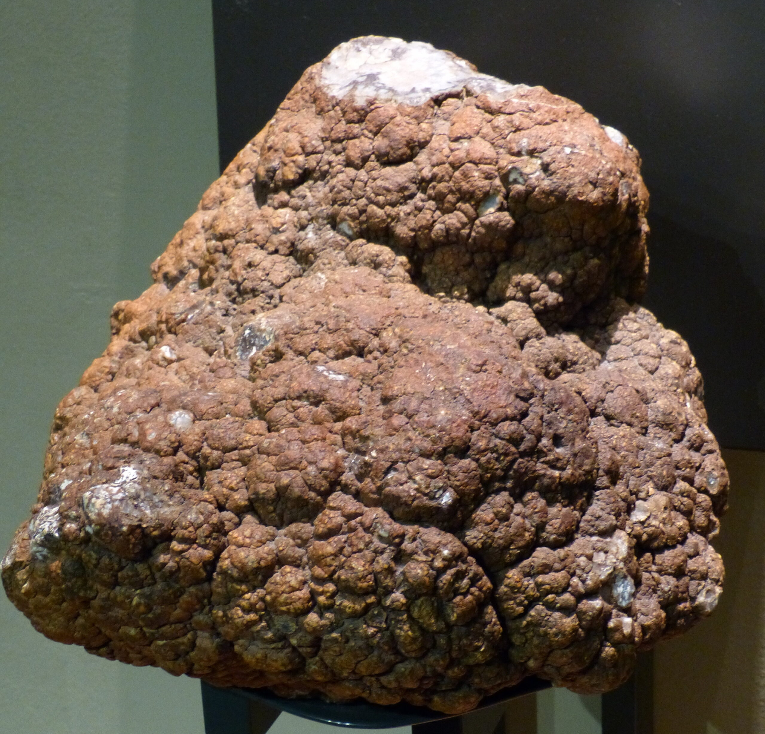 The Poop That Changed Everything (image credits: wikimedia)