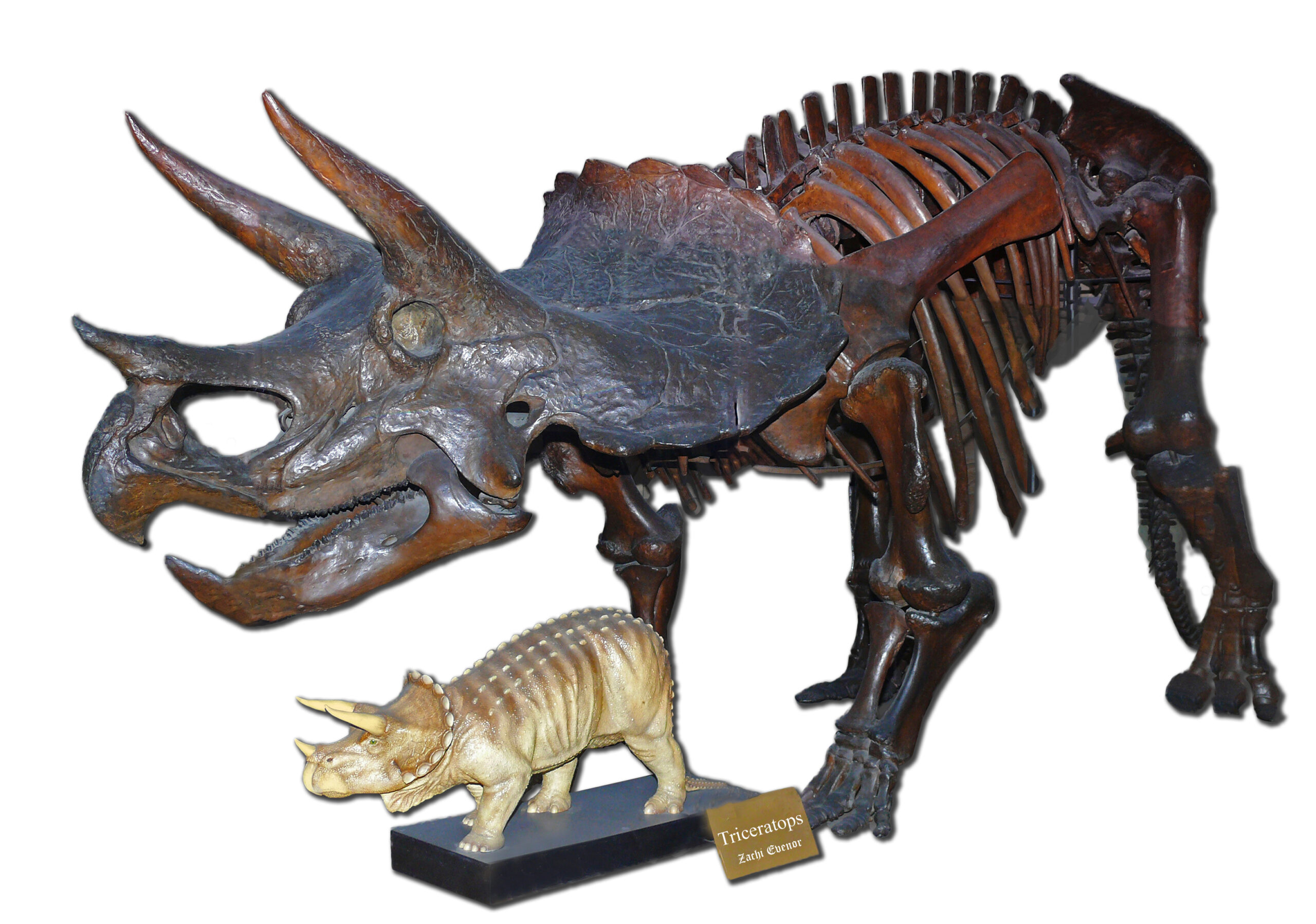 The T-Rex Encounter: Facing Prehistoric Terror (image credits: wikimedia)
