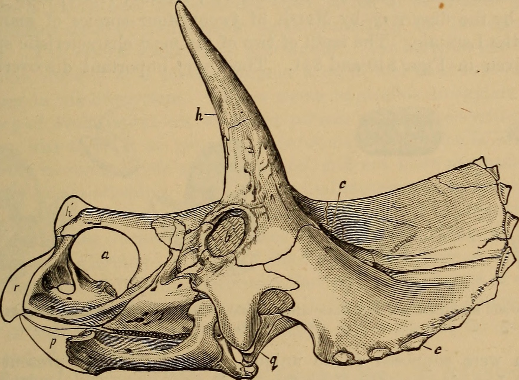 Legacy of Survival: The Transformed Paleontologist (image credits: wikimedia)