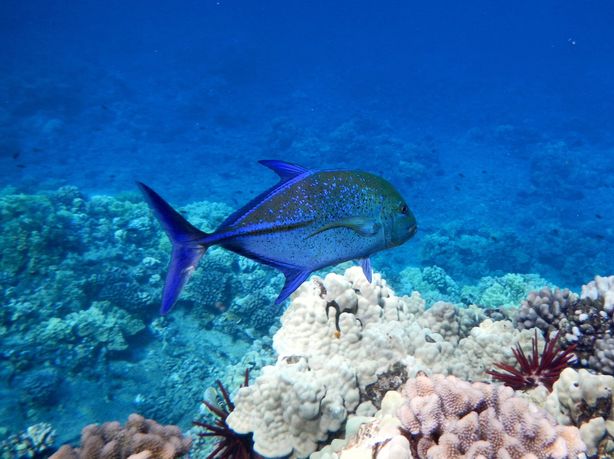 Underwater Crater Dynamics (image credits: wikimedia)