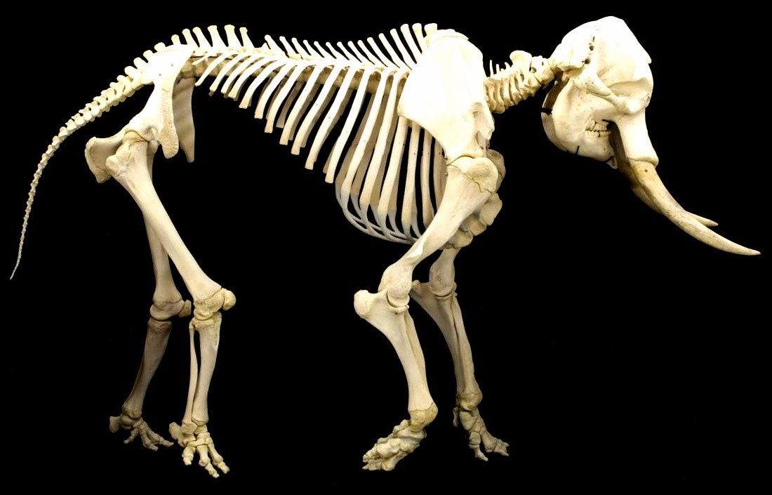 From Giant to Elephant: The Evolving Mystery (image credits: wikimedia)