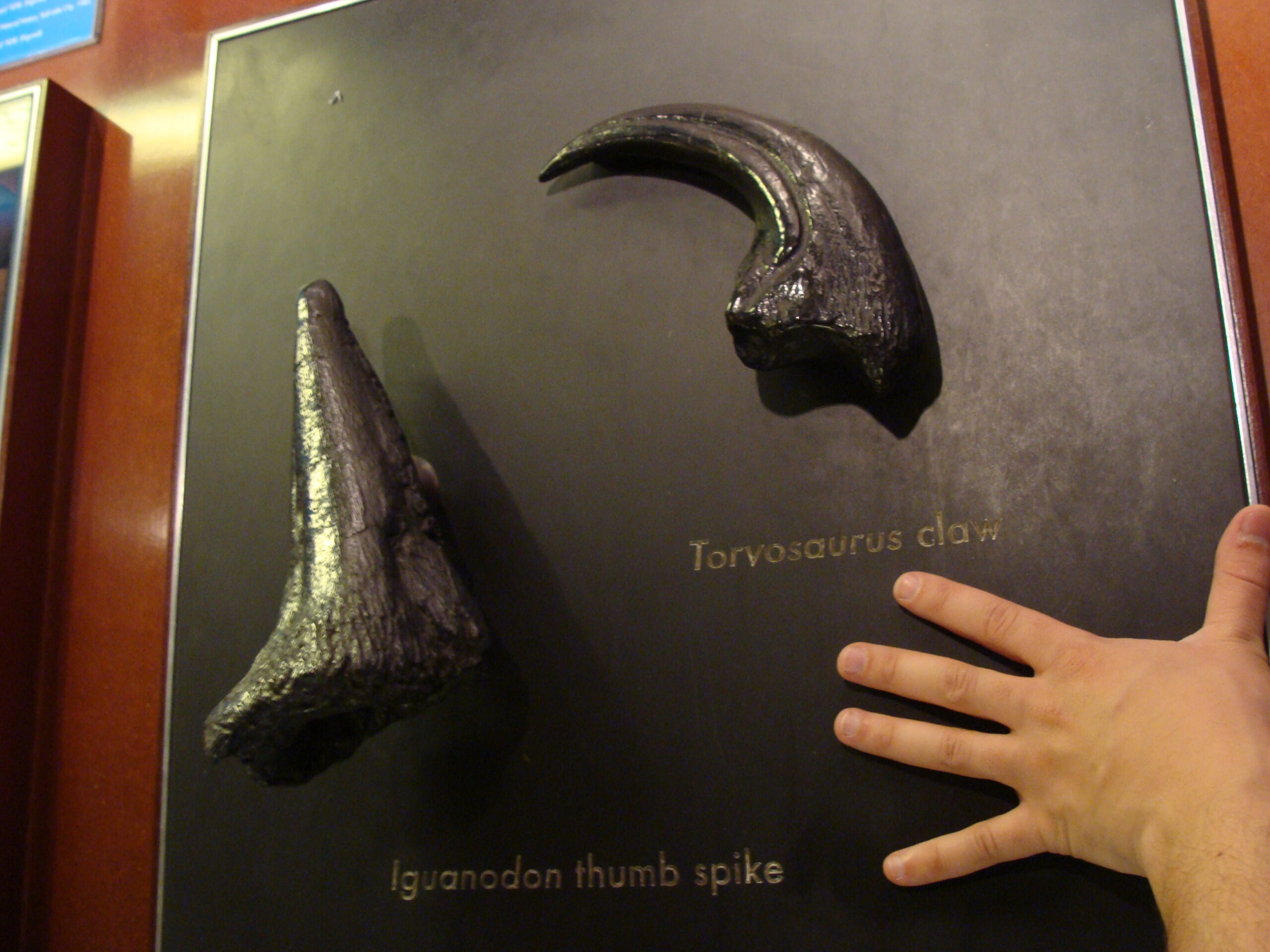 The Bizarrely Backward Claws of Epidexipteryx (image credits: wikimedia)