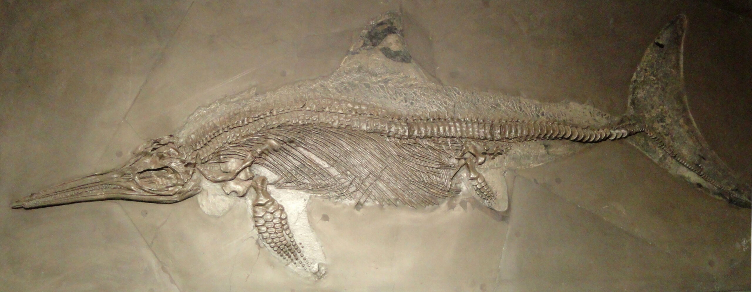 Stenopterygius - The Pursuit Specialist (image credits: wikimedia)
