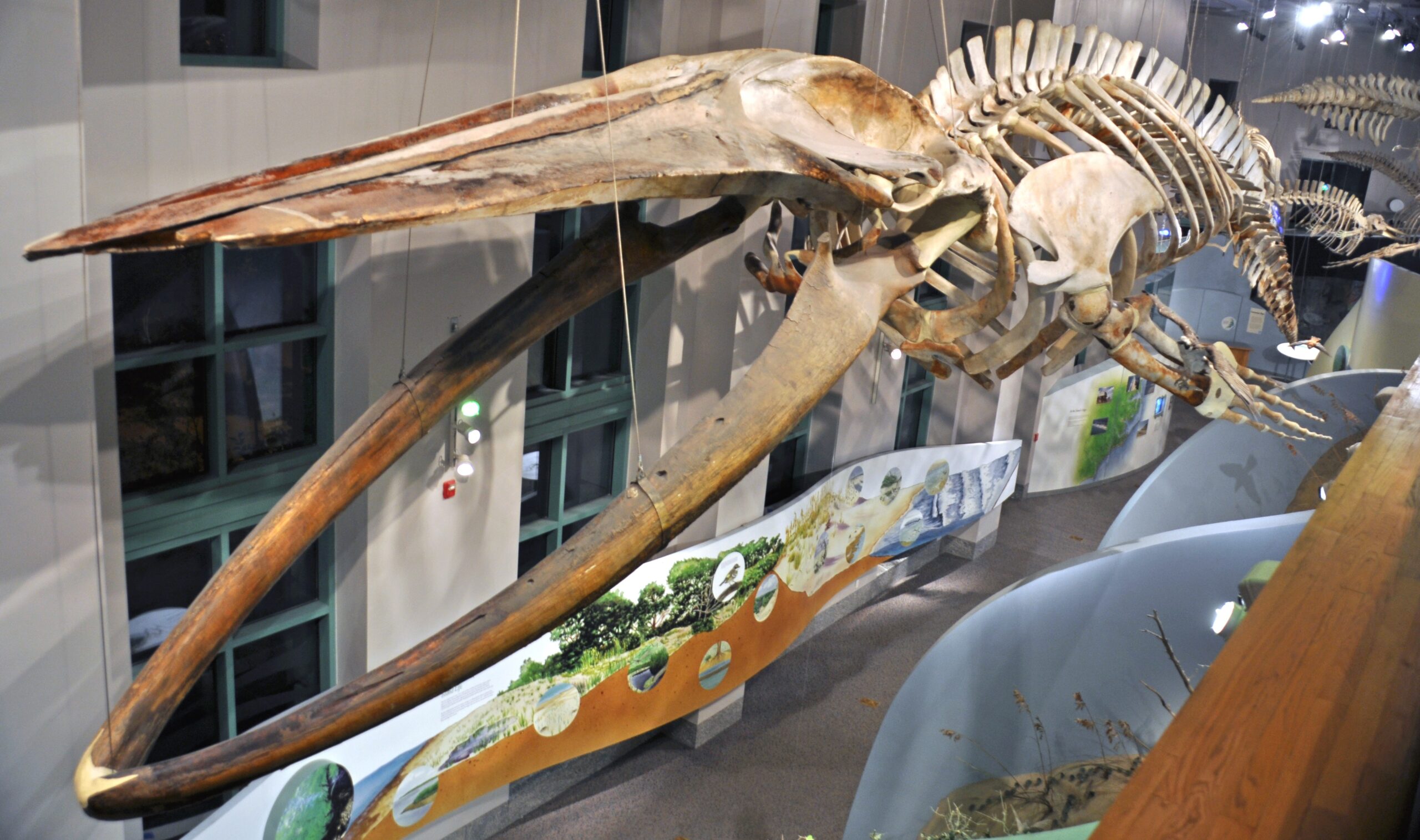 Ice Age Dinosaurs: The Polar Pioneers (image credits: wikimedia)