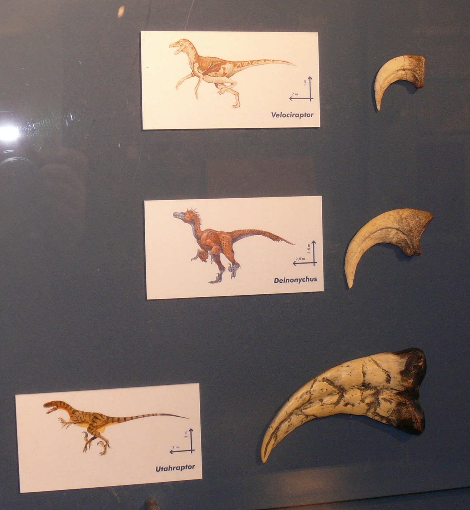 Velociraptor's Shocking True Identity (image credits: wikimedia)