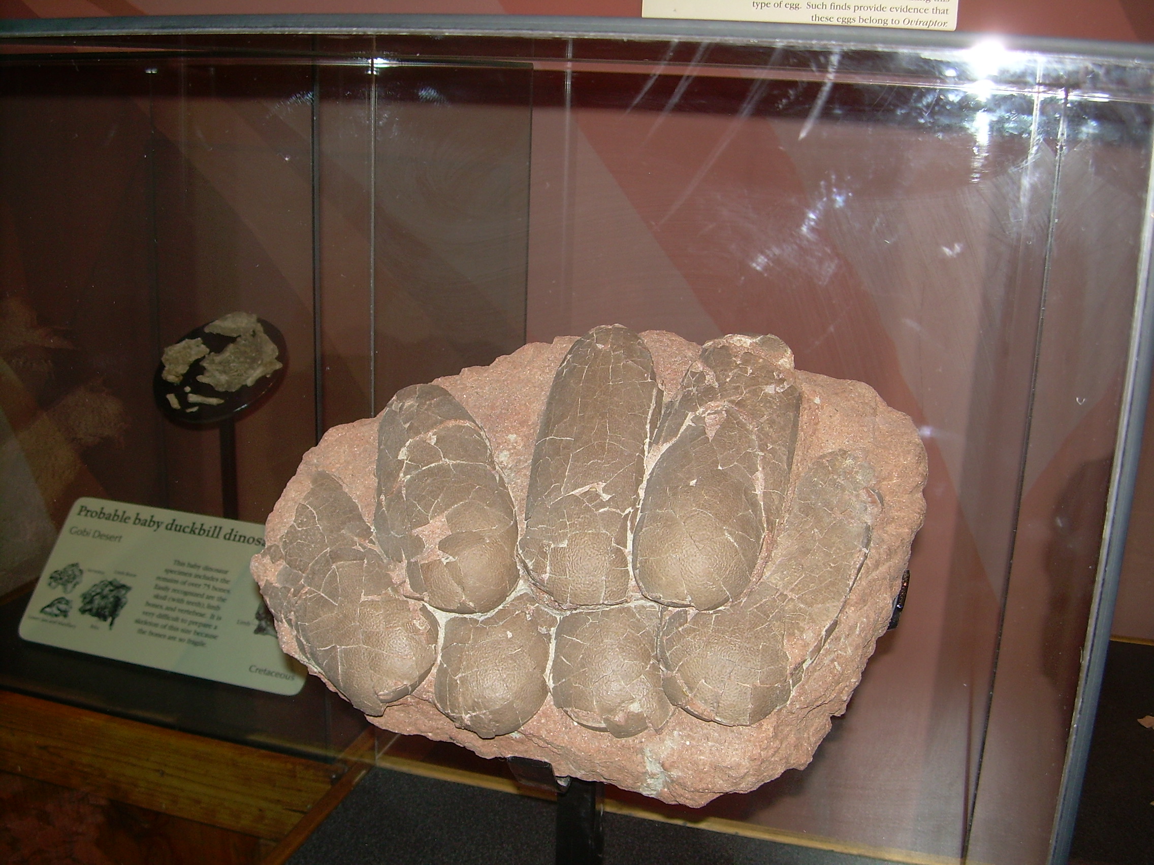Oviraptor: The Misunderstood Egg Thief (image credits: wikimedia)