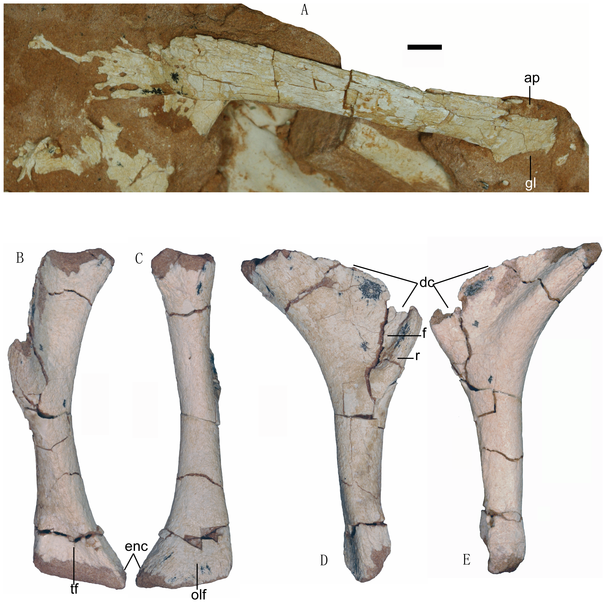 Borogovia: The Dinosaur Named After Literature (image credits: wikimedia)