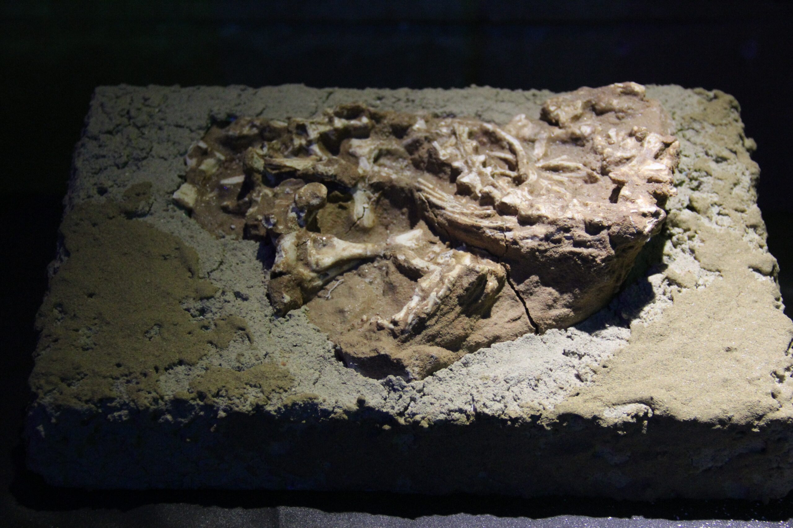 Protoceratops: The Sheep-Sized Titan (image credits: wikimedia)