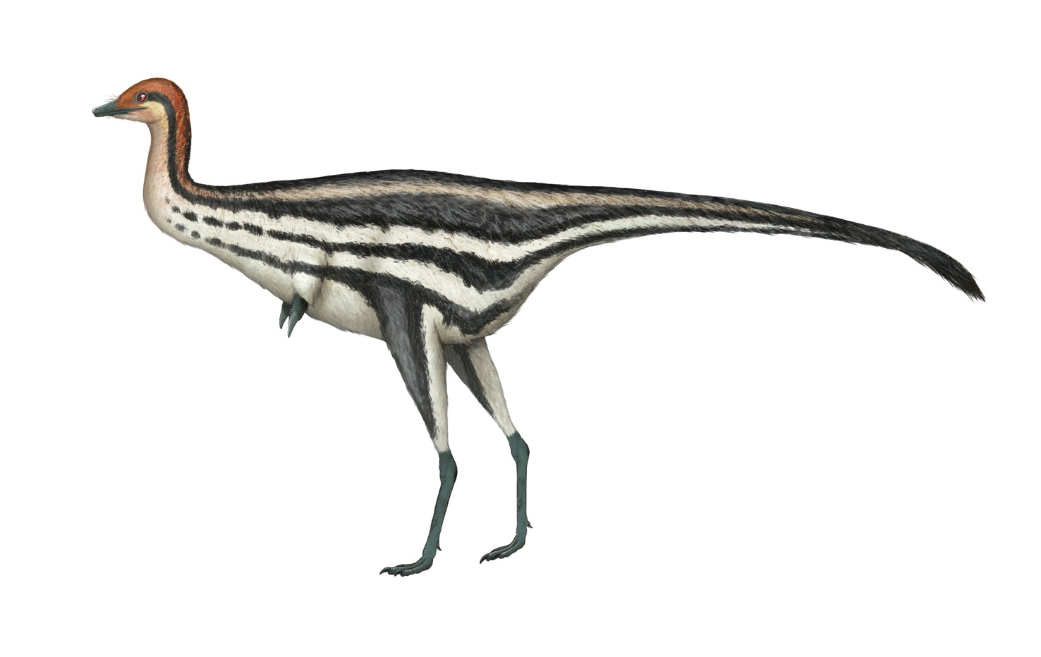 Shuvuuia: The Desert Survivor (image credits: wikimedia)